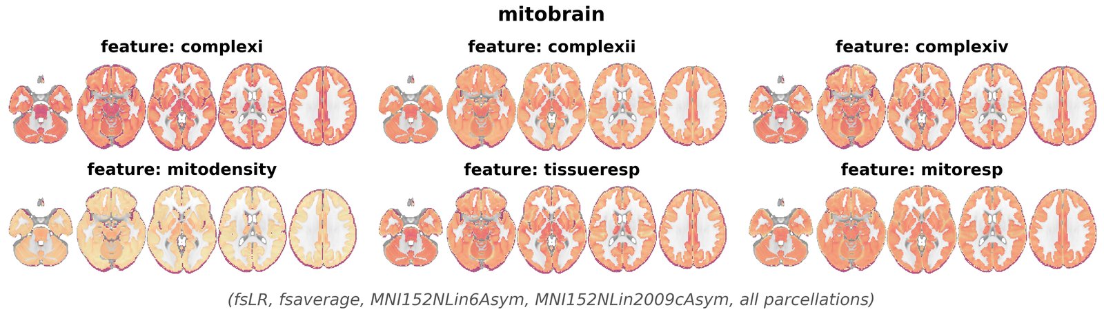 mitobrain overview