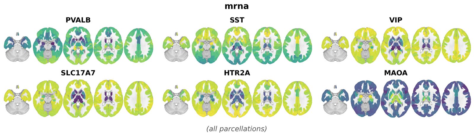 mrna overview